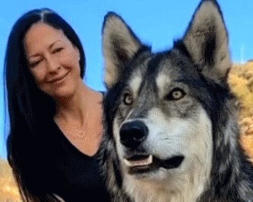 Girl (12) Saves Giant Wolfdog, But DNA Results Reveal Something Terrifying…