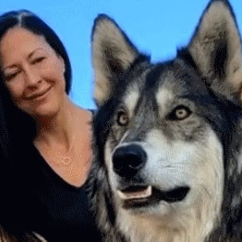 Girl (12) Saves Giant Wolfdog — But the DNA Reveal Was Terrifying 