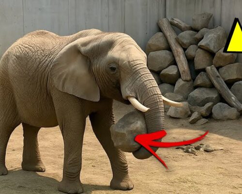 Elephant Placed Stones In Corner Experts Found Out Why 