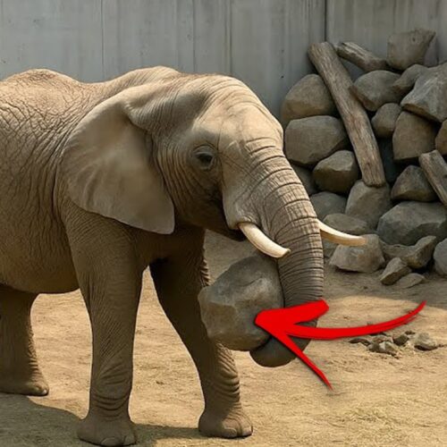 Elephant Placed Stones In Corner Experts Found Out Why 